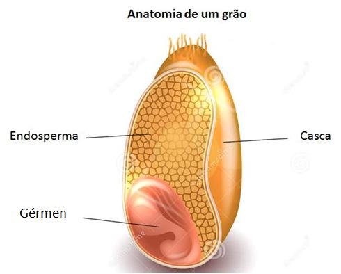 Anatomia de um grão de trigo