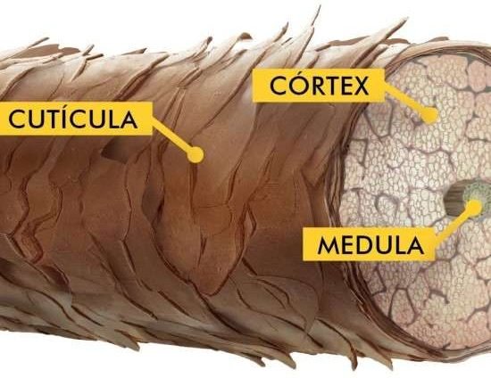 Partes que compõem um fio de cabelo.