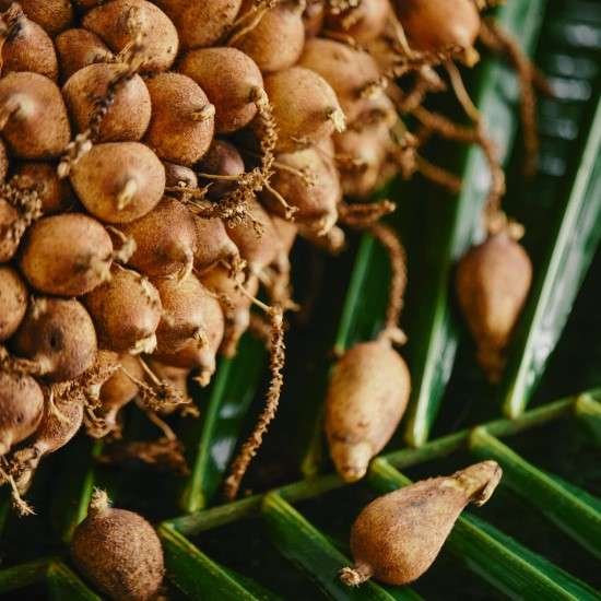 Ekos Murumuru fruto amazônia.