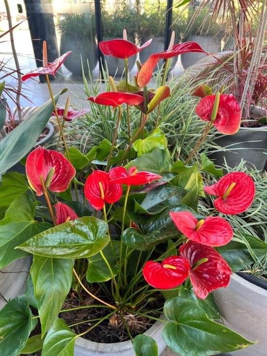 Plantas em casa.