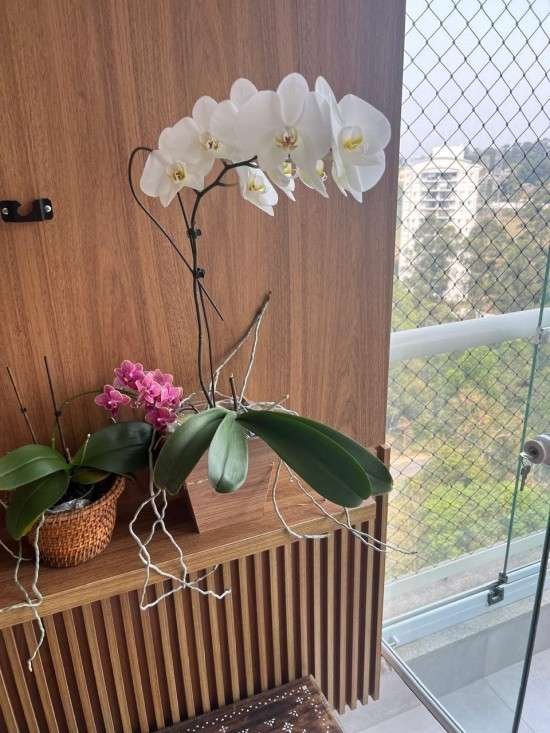 Plantas em casa.