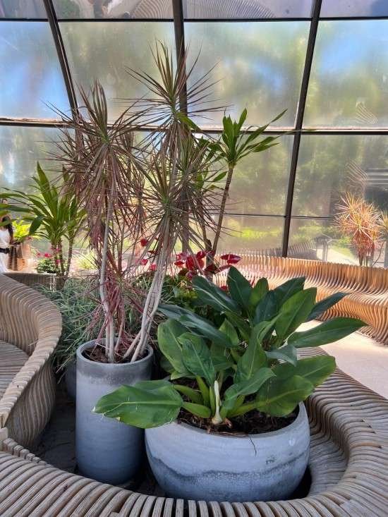 Plantas em casa.