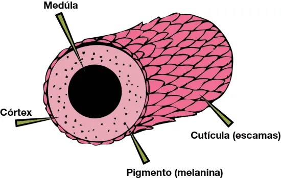 Máscaras de hidratação para cabelo: componentes do fio.