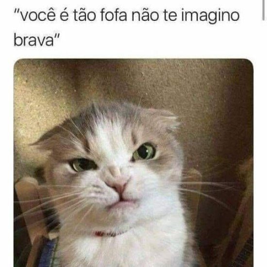 Memes de gatinhos.